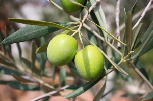 olives-vertes