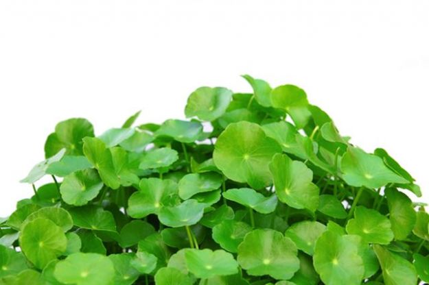 centella-asiatica