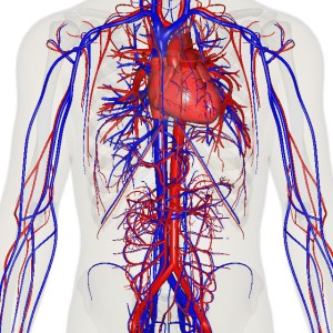 hypertension-arterielle