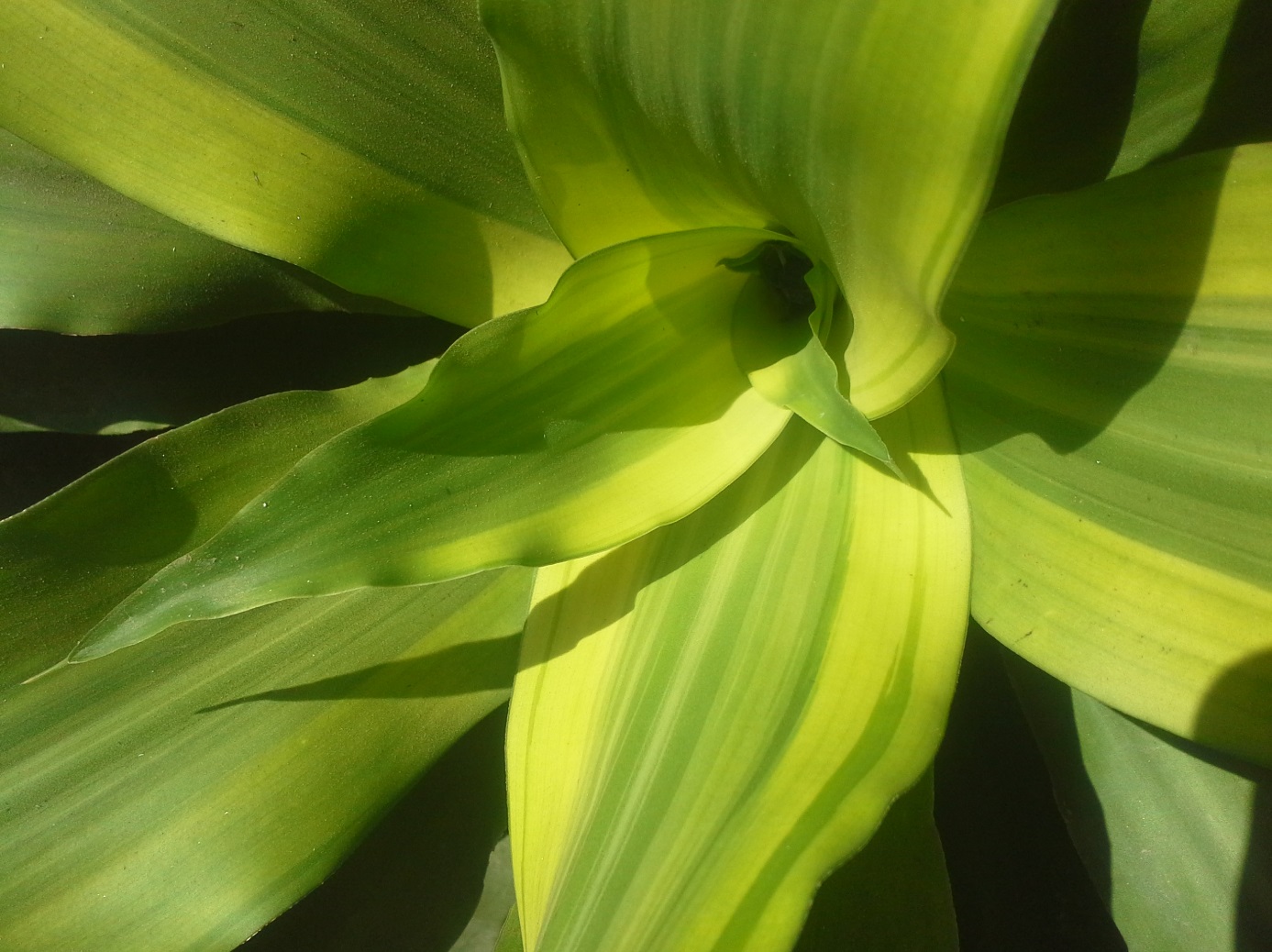 plante