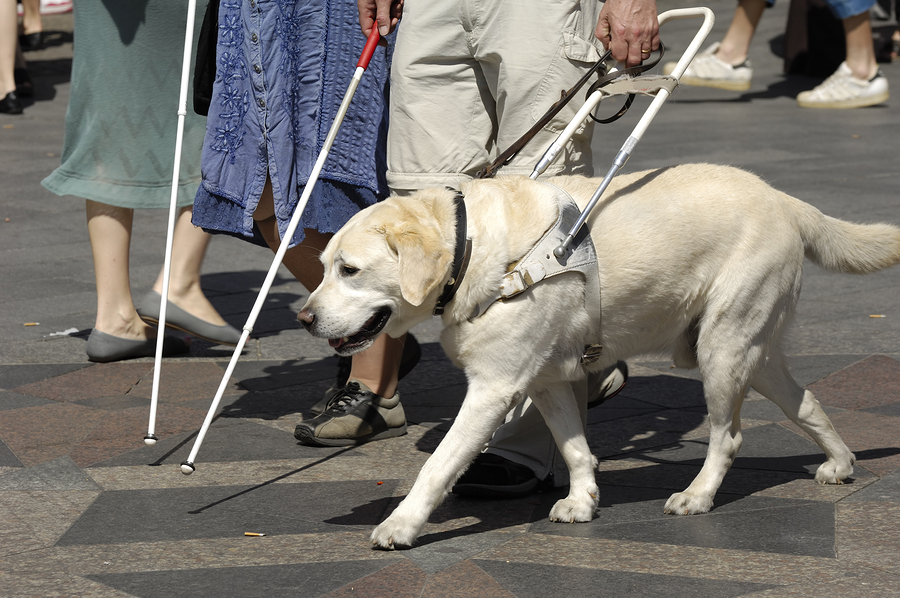 chien_guide