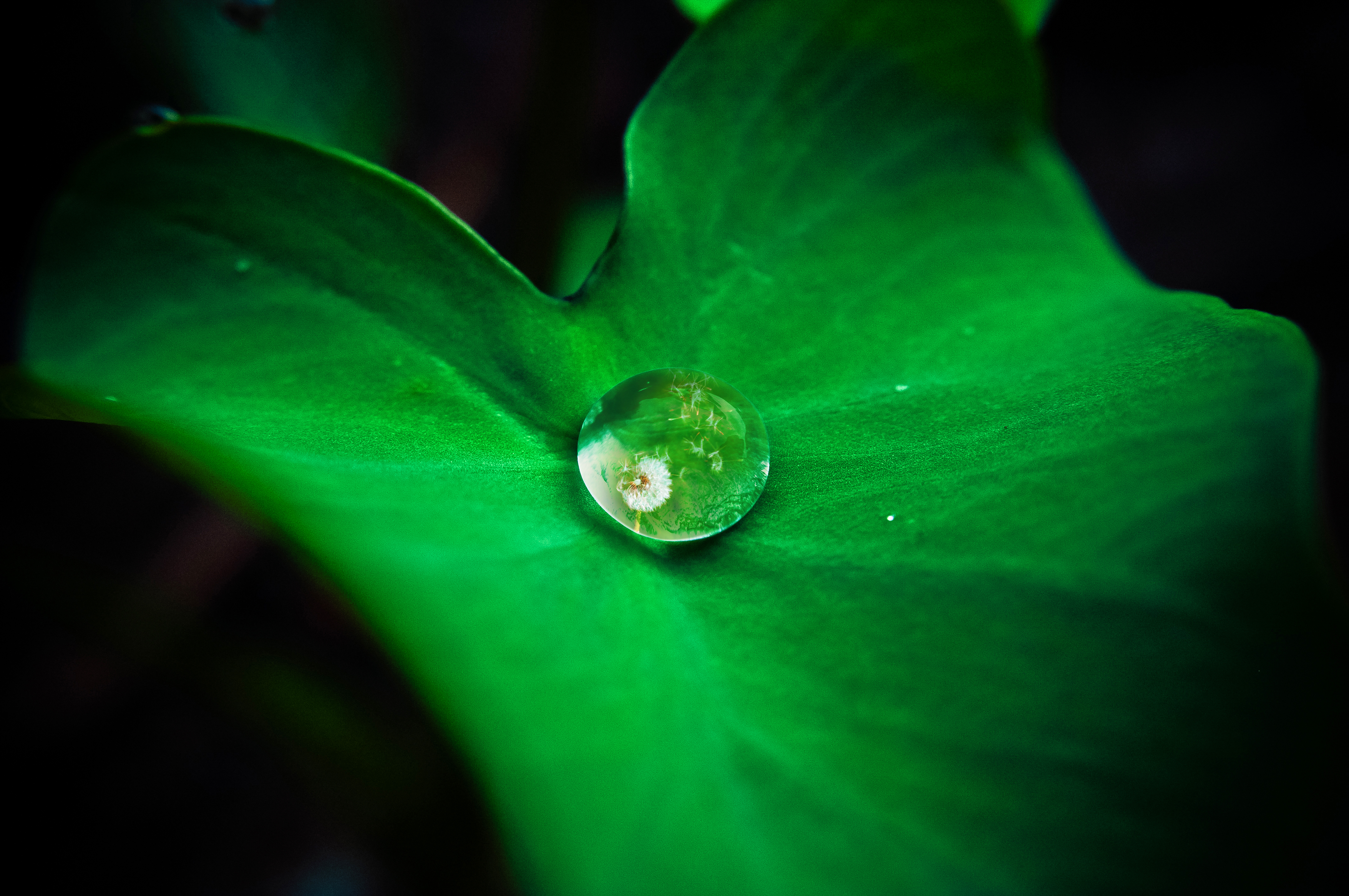 feuilles