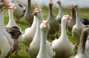 foie-gras-production