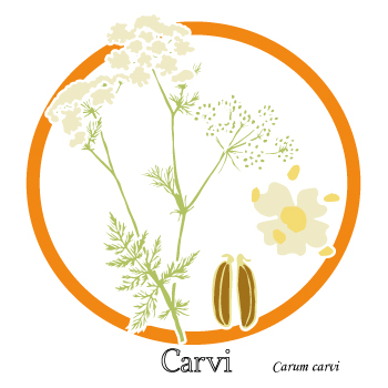 carvi-plante