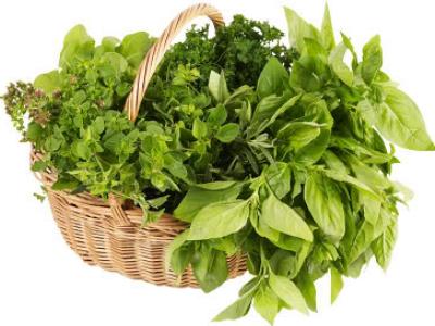 Cultiver-ses-plantes-médicinales