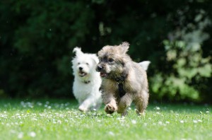 activité physique avec son chien