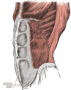 abdominaux2