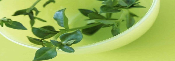Hemorroides-traitement-naturel1
