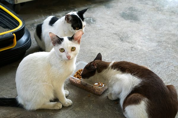 nourriture pour chat