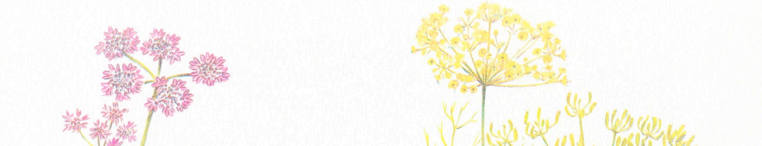 cropped-logo-naturopathie-ayurved-com