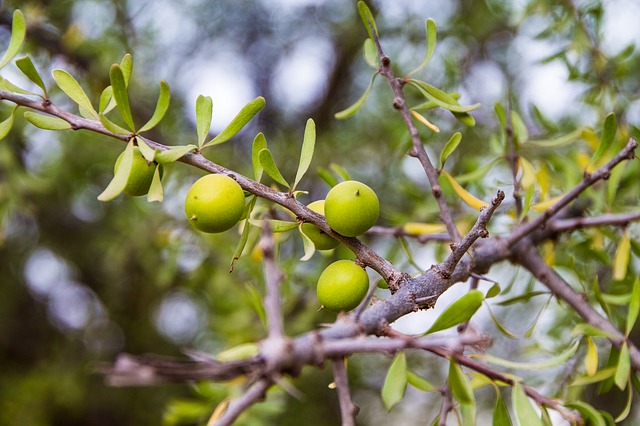 bienfaits-huile-argan