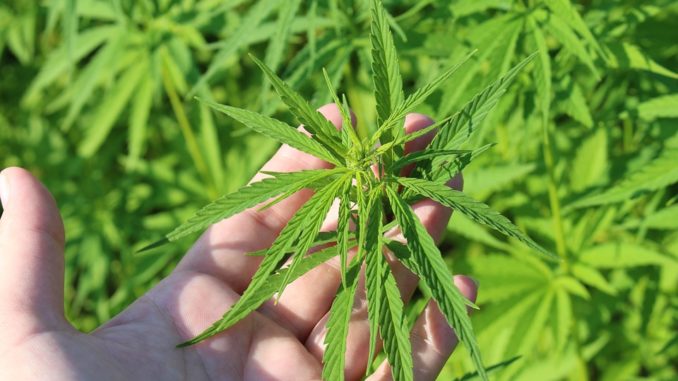 hemp-plant