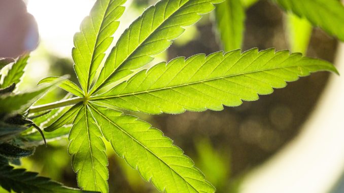 marijuana-5315558_1280