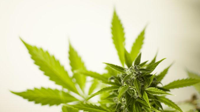 fleurs de CBD